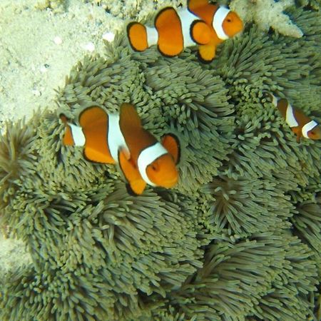 Bidara Cottage Labuhan Pandan Zewnętrze zdjęcie