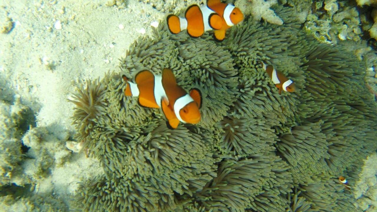 Bidara Cottage Labuhan Pandan Zewnętrze zdjęcie